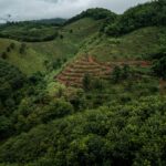 Afforestation  Action on Climate Change